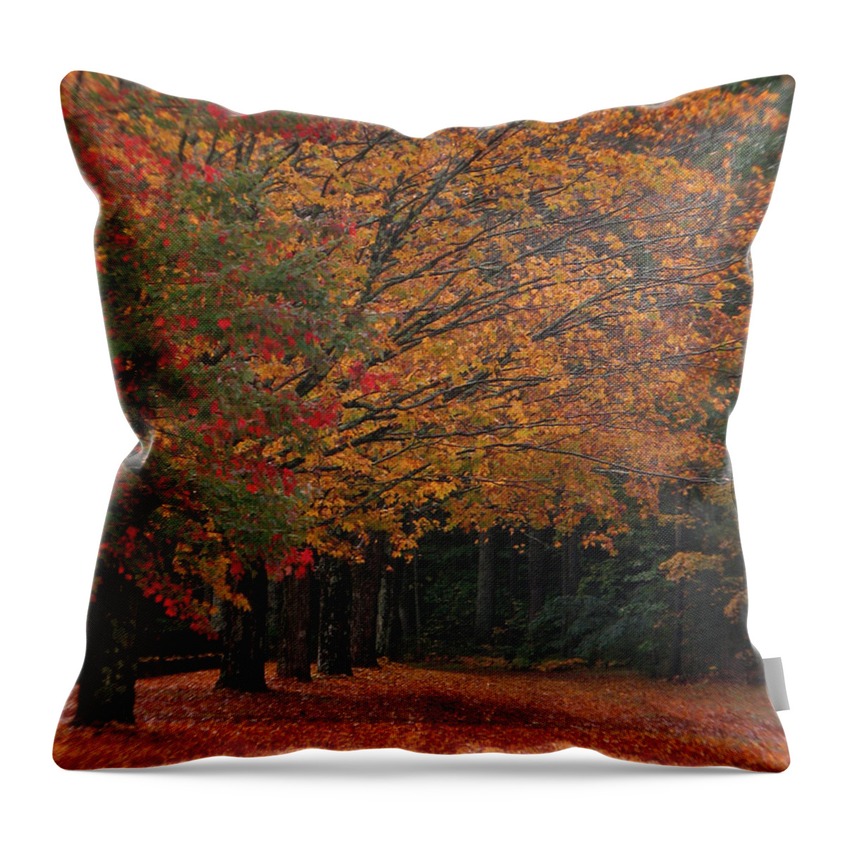 Fall Trees Throw Pillow featuring the photograph Colorful Trees by Mike Mooney