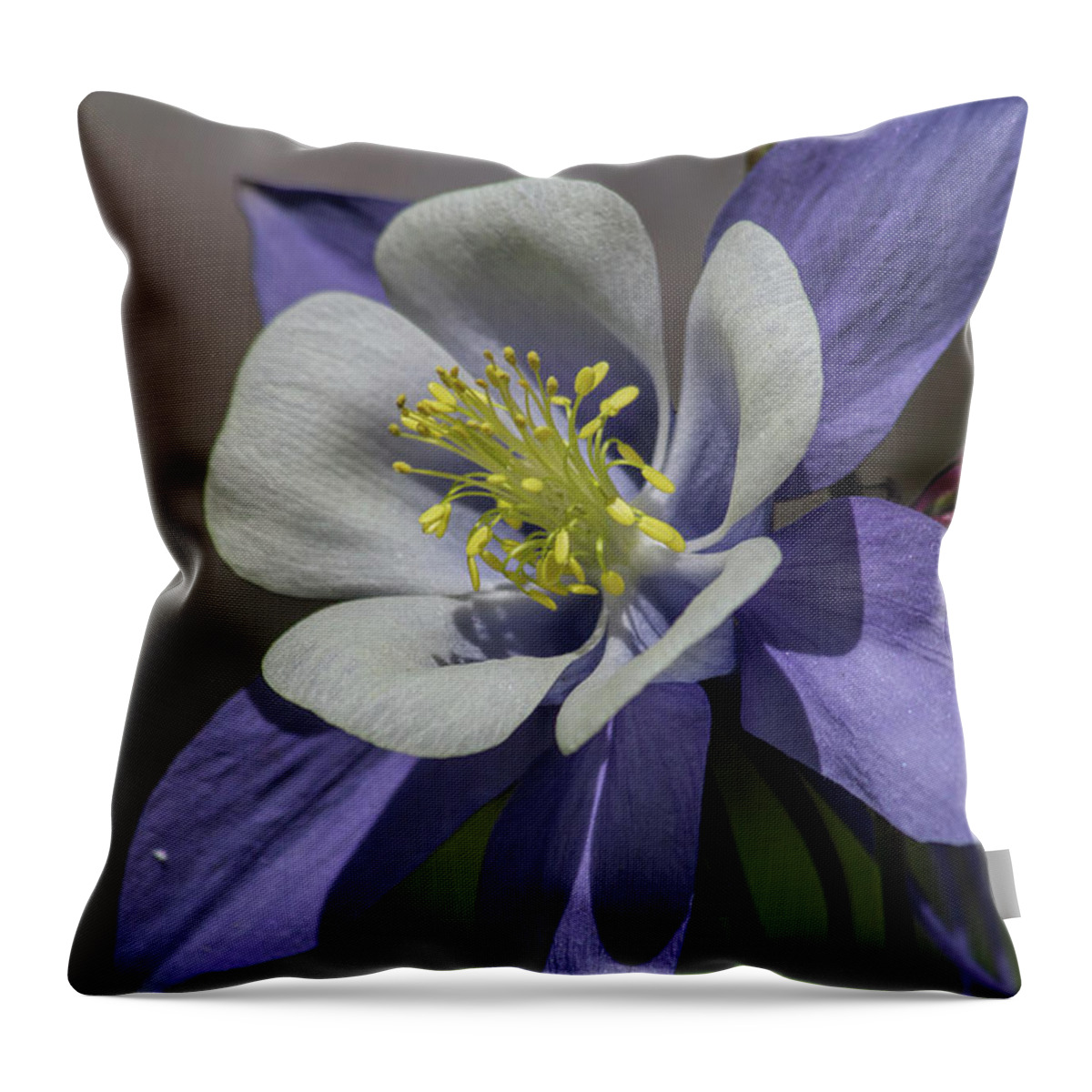 Flower Throw Pillow featuring the photograph Columbine Blues by Alana Thrower
