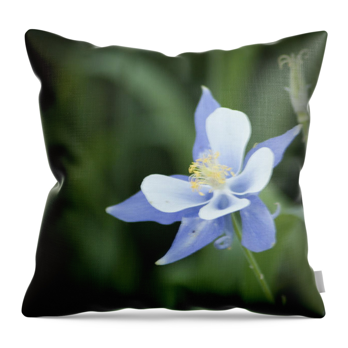 Colorado State Flower Throw Pillow featuring the photograph Columbine by Daniel Hebard