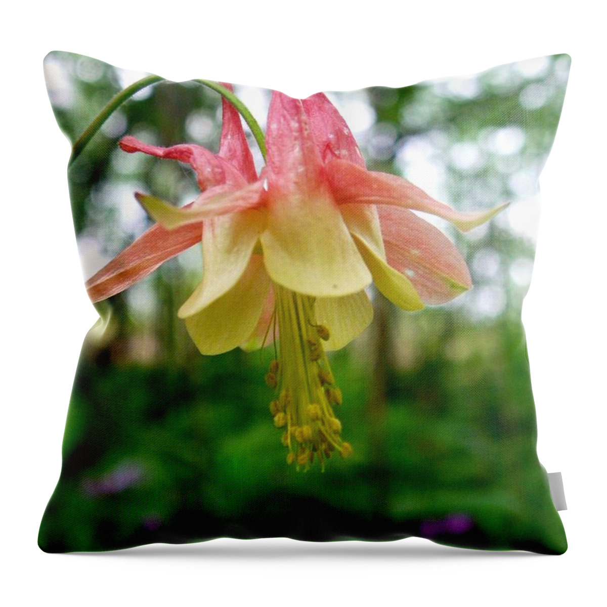 Nature Throw Pillow featuring the photograph Columbine Full Bloom by Peggy King
