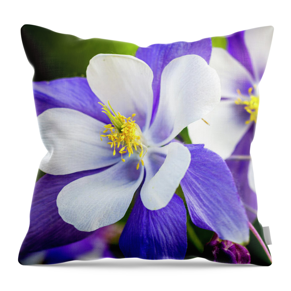 Colorado Throw Pillow featuring the photograph Columbines Inside by Teri Virbickis
