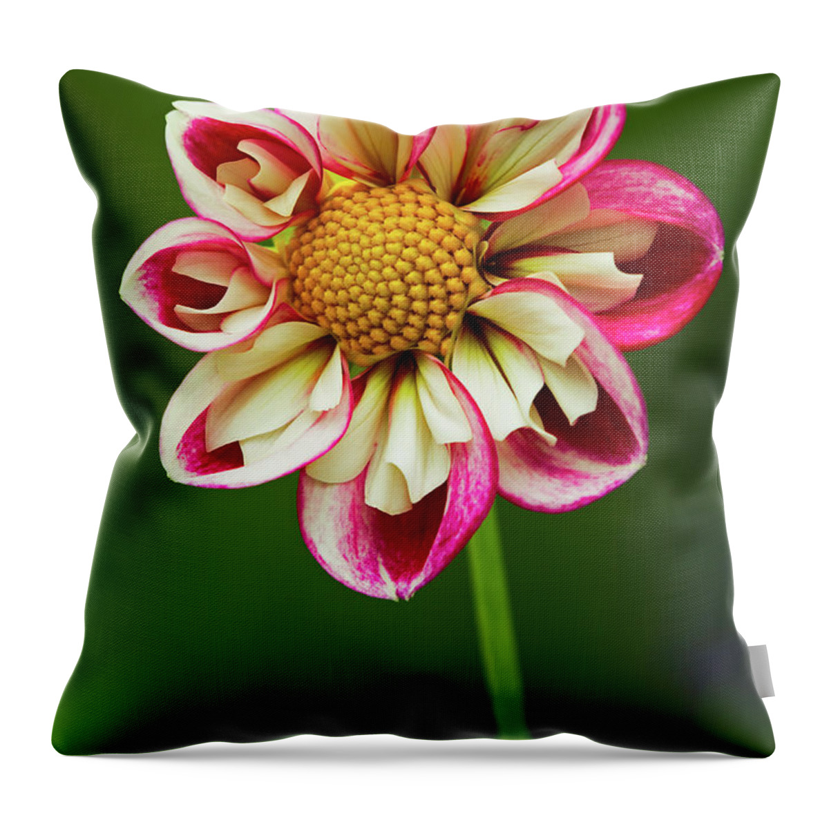 Dahlia Throw Pillow featuring the photograph Come Dance With Me by Juergen Roth