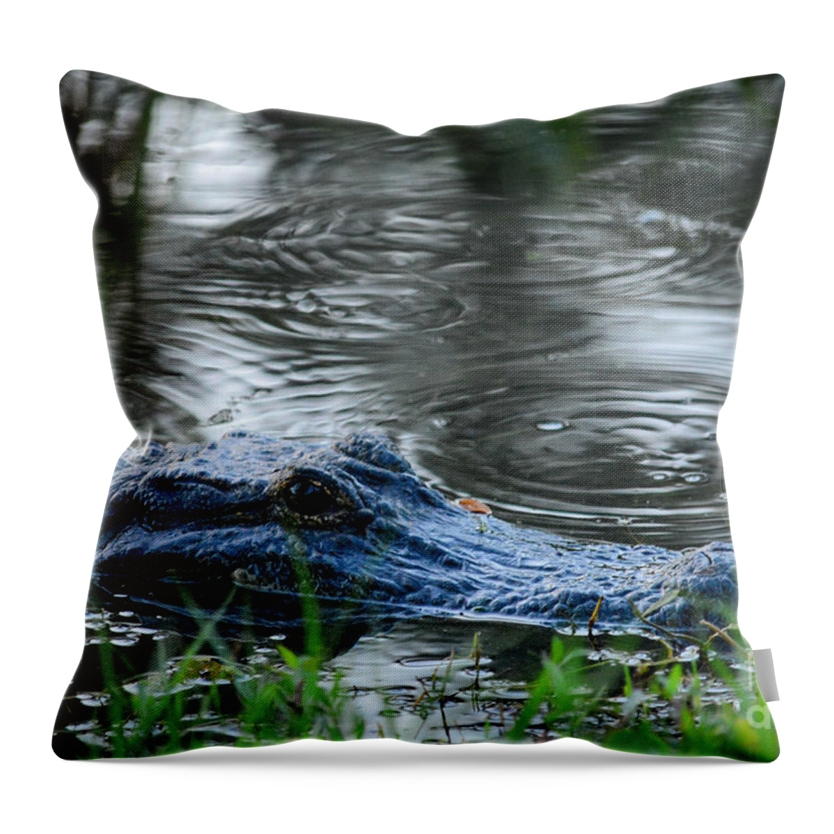 Gator Throw Pillow featuring the photograph Come Swimming by Barry Bohn