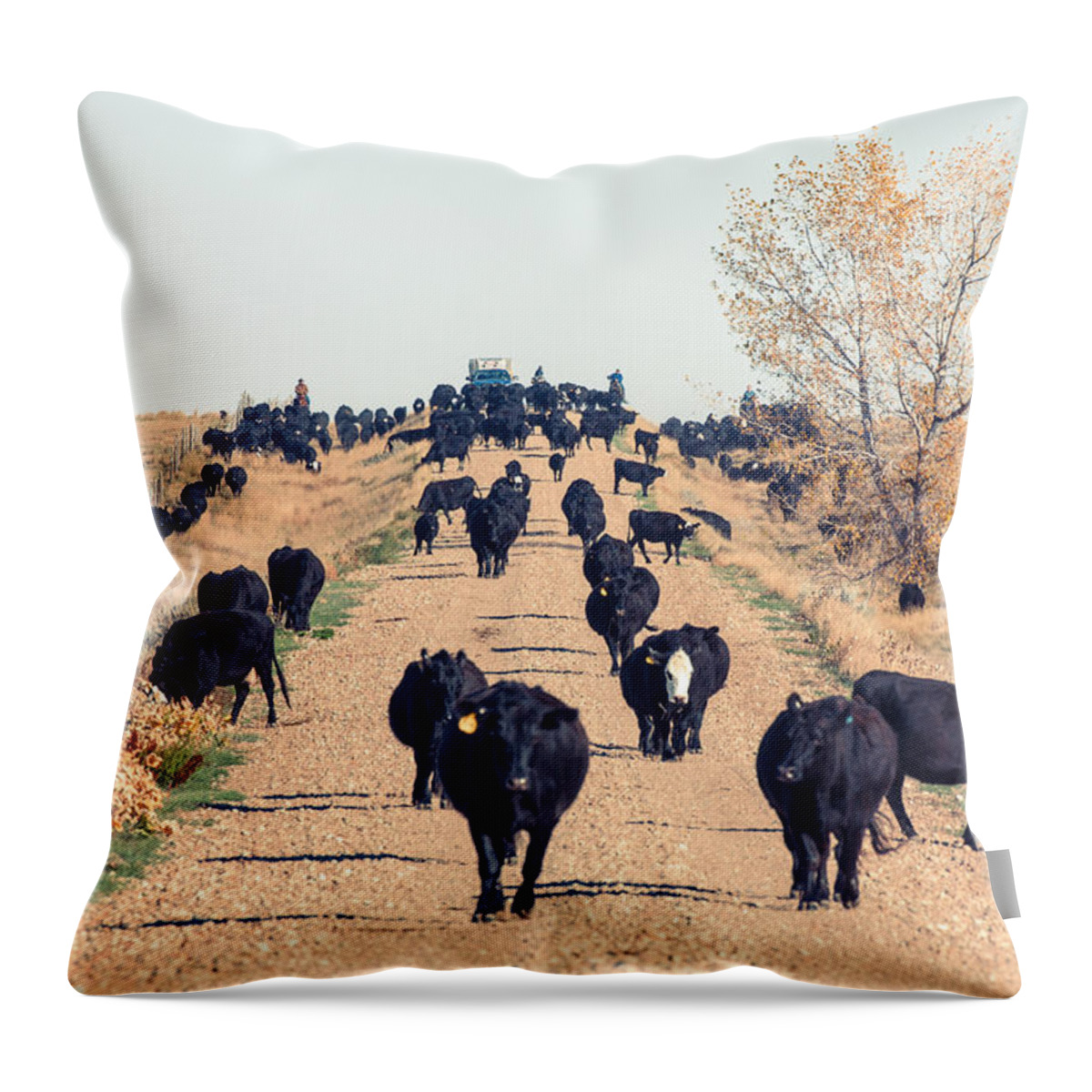 Black Angus Throw Pillow featuring the photograph Coming Down the Road by Todd Klassy