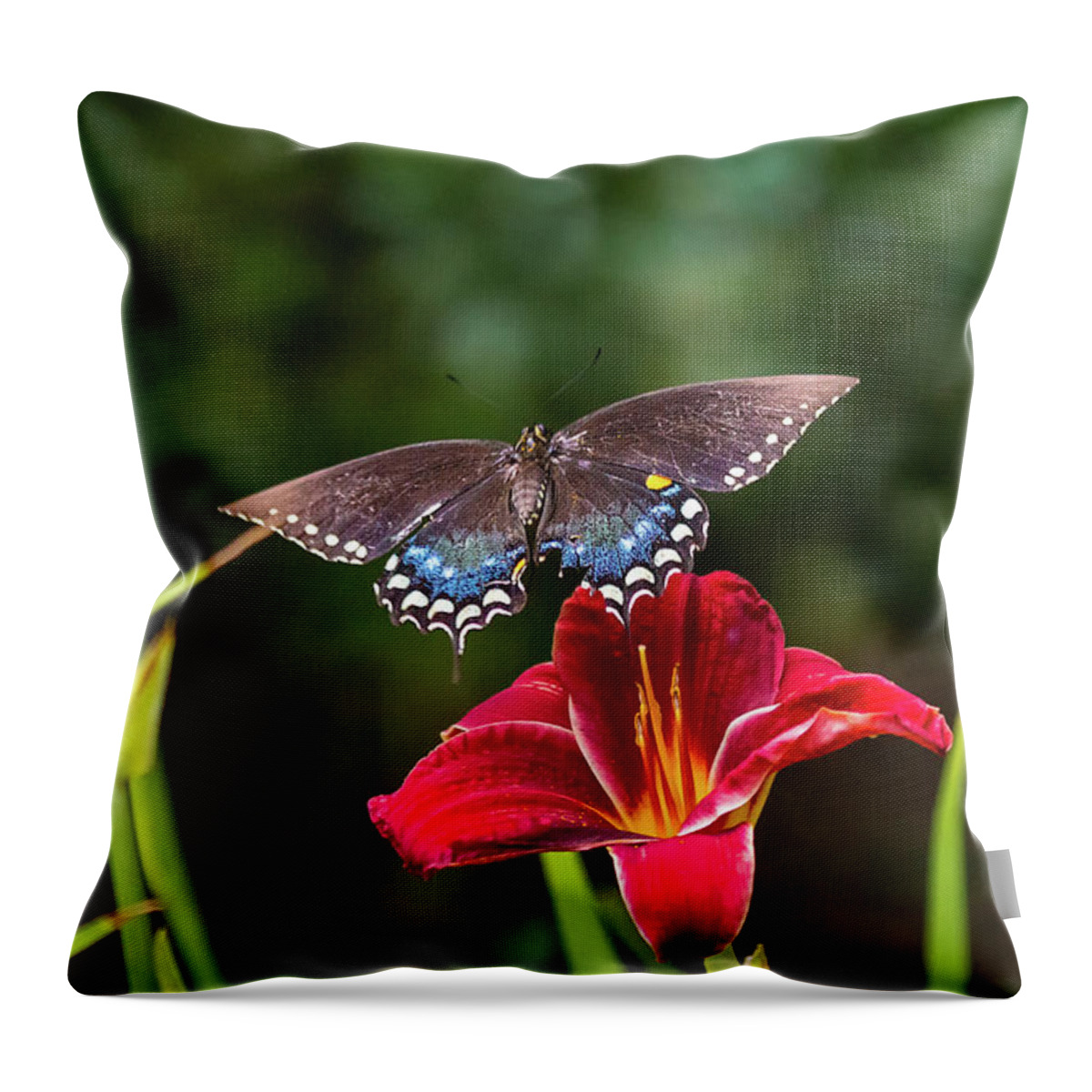 Butterfly Insect Closeup Close Up Close-up Orchid Flower Flowers Botany Botanic Botanical Nature Outside Outdoors Ma Mass Massachusetts Brian Hale Brianhalephoto Wings Flying Flight Mid-air Midair Landing Throw Pillow featuring the photograph Coming in for a Landing by Brian Hale