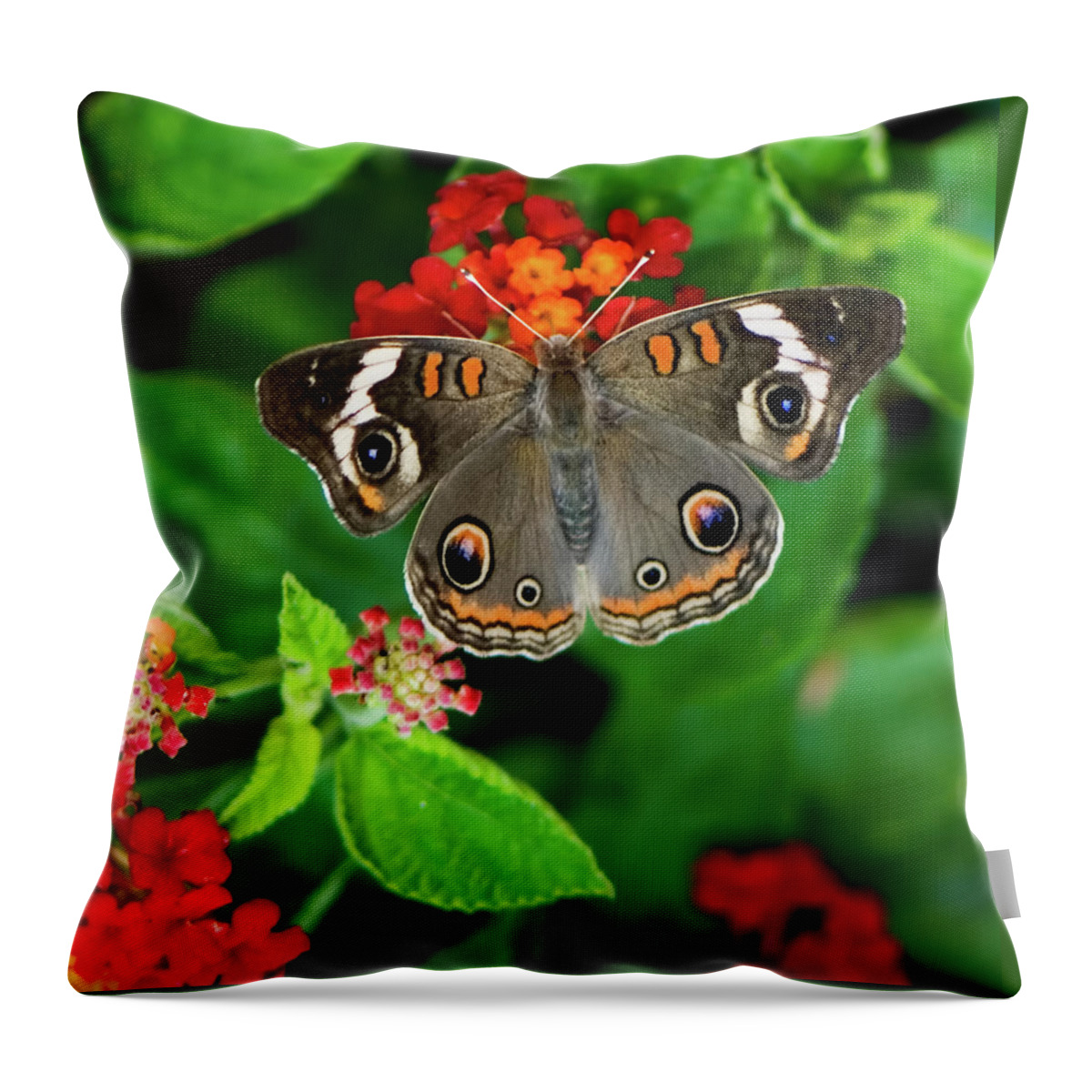 Butterfly Throw Pillow featuring the photograph Common Buckeye Butterfly by Betty LaRue