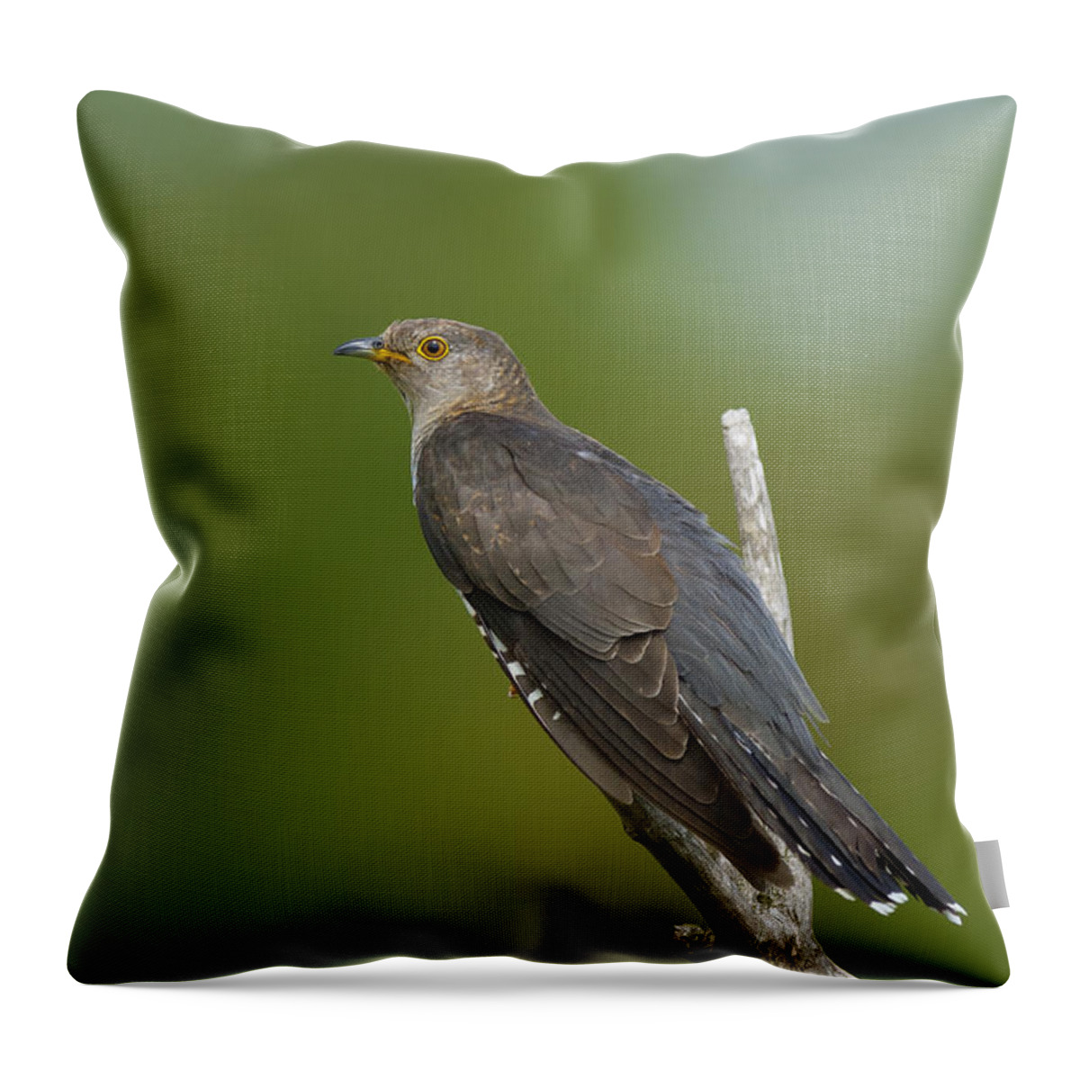 Common Cuckoo Throw Pillow featuring the photograph Common Cuckoo by Steen Drozd Lund