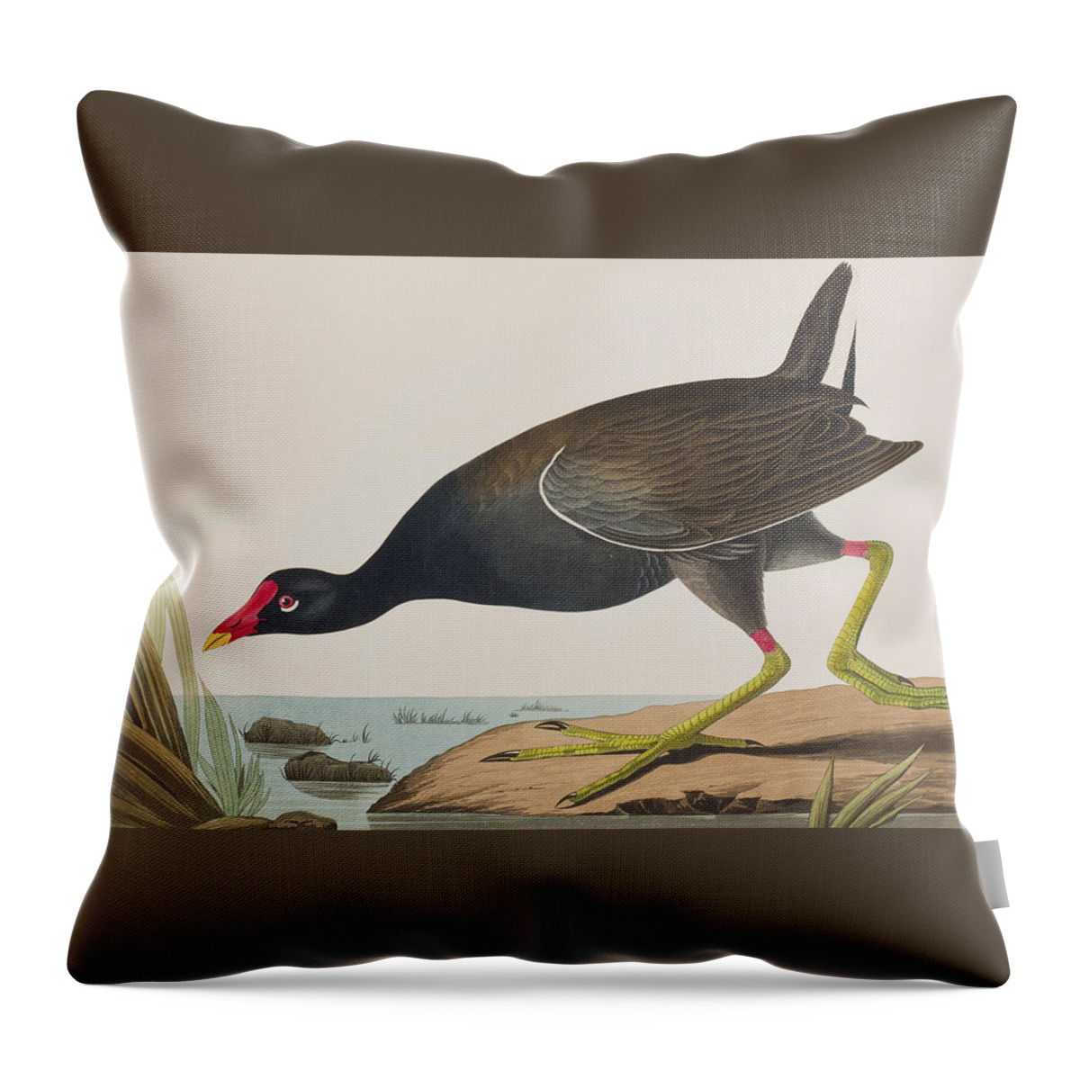 Common Gallinule Throw Pillow featuring the painting Common Gallinule by John James Audubon
