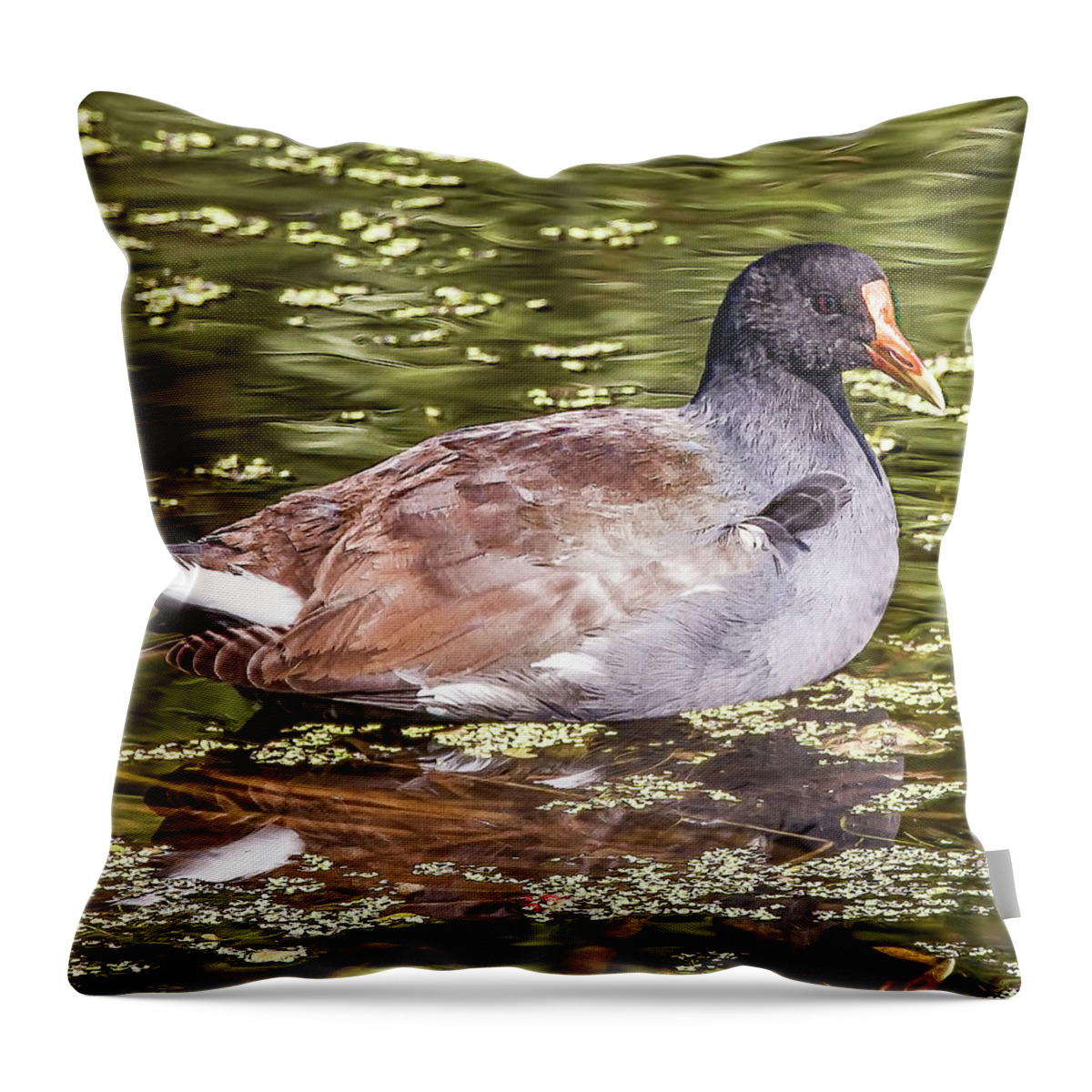 Common Gallinule Throw Pillow featuring the photograph Common Gallinule by Richard Goldman
