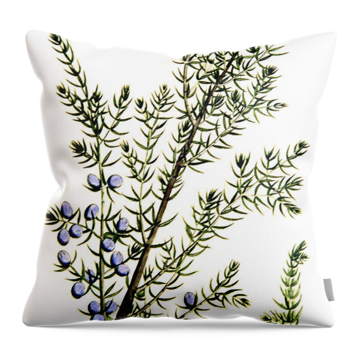 Science Throw Pillow featuring the photograph Common Juniper Alchemy Plant by Science Source