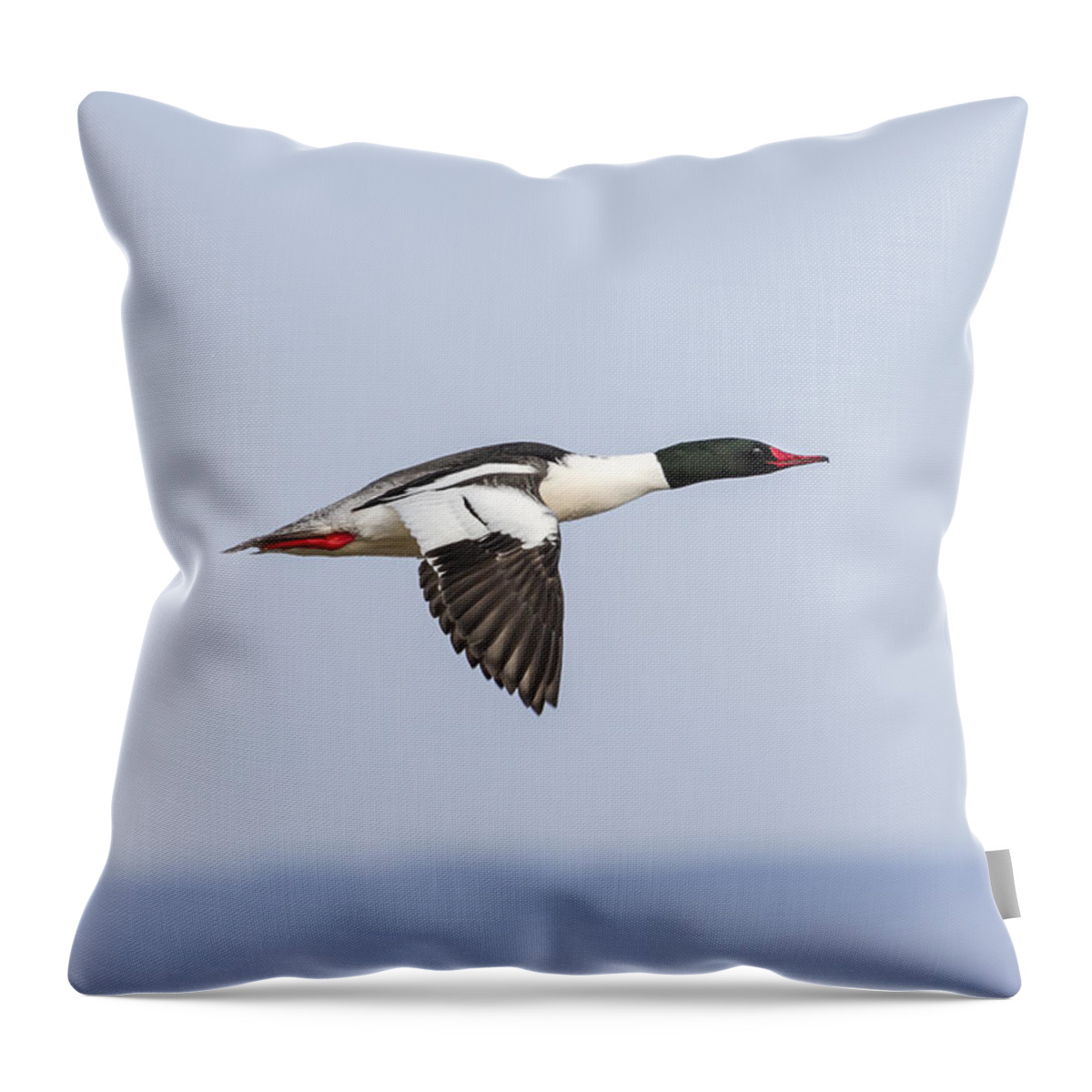 Common Merganser Throw Pillow featuring the photograph Common Merganser In Flight 2014-1 by Thomas Young
