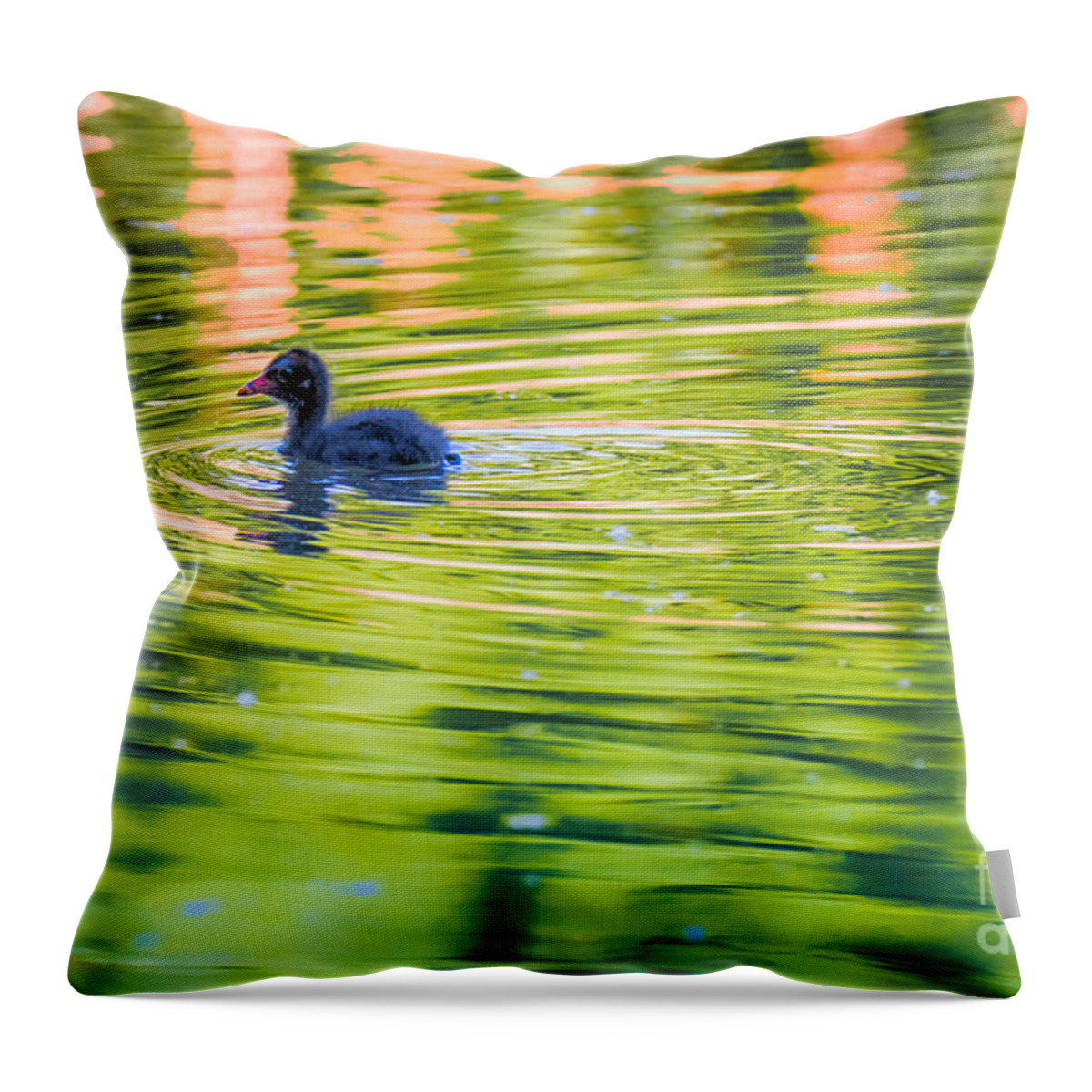 Animalia Throw Pillow featuring the photograph Common Moorhen Hatchling by Jivko Nakev