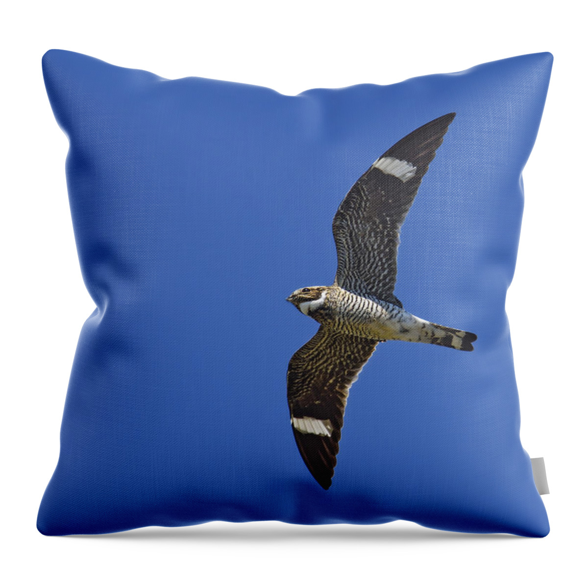 Common Nighthawk Throw Pillow featuring the photograph Common Nighthawk by Tony Beck