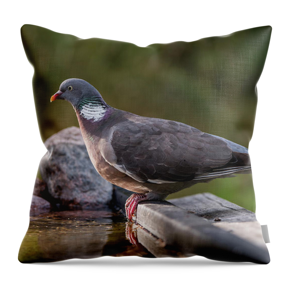 Common Wood Pigeon Throw Pillow featuring the photograph Common Wood Pigeon perching at the waterhole with low sidelight by Torbjorn Swenelius