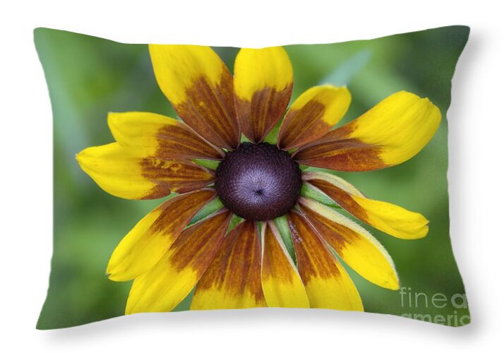  New England Throw Pillow featuring the photograph Coneflower - New England Wild Flower by Erin Paul Donovan
