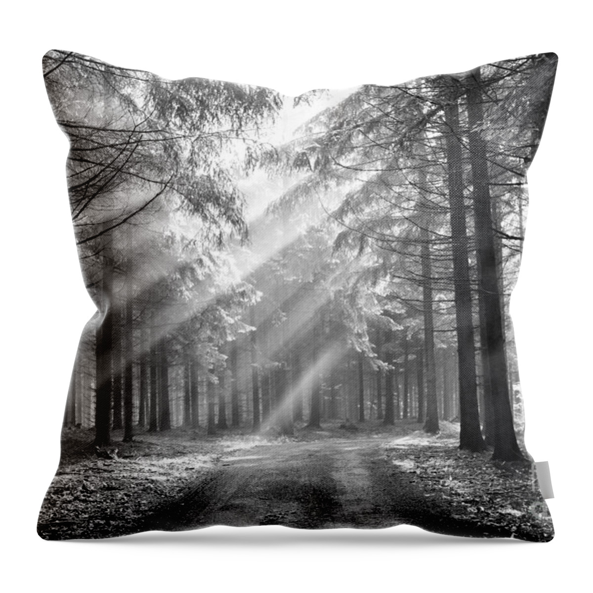 Black And White Throw Pillow featuring the photograph Conifer Forest In Fog by Michal Boubin