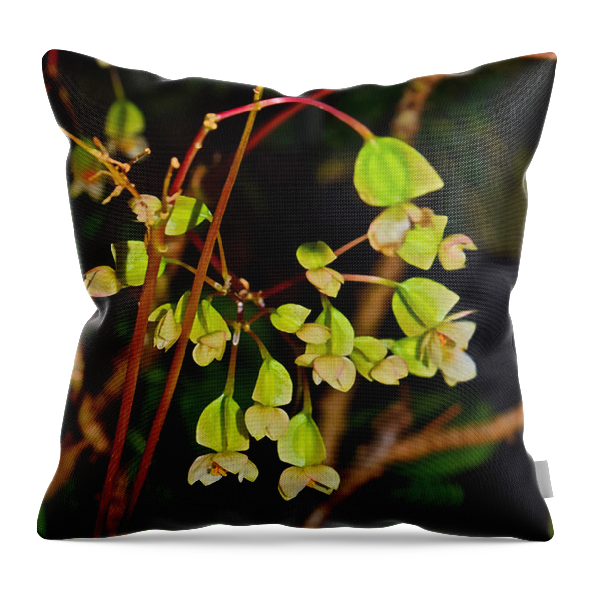 Begonia Throw Pillow featuring the photograph Conservatory Begonia by Janis Senungetuk