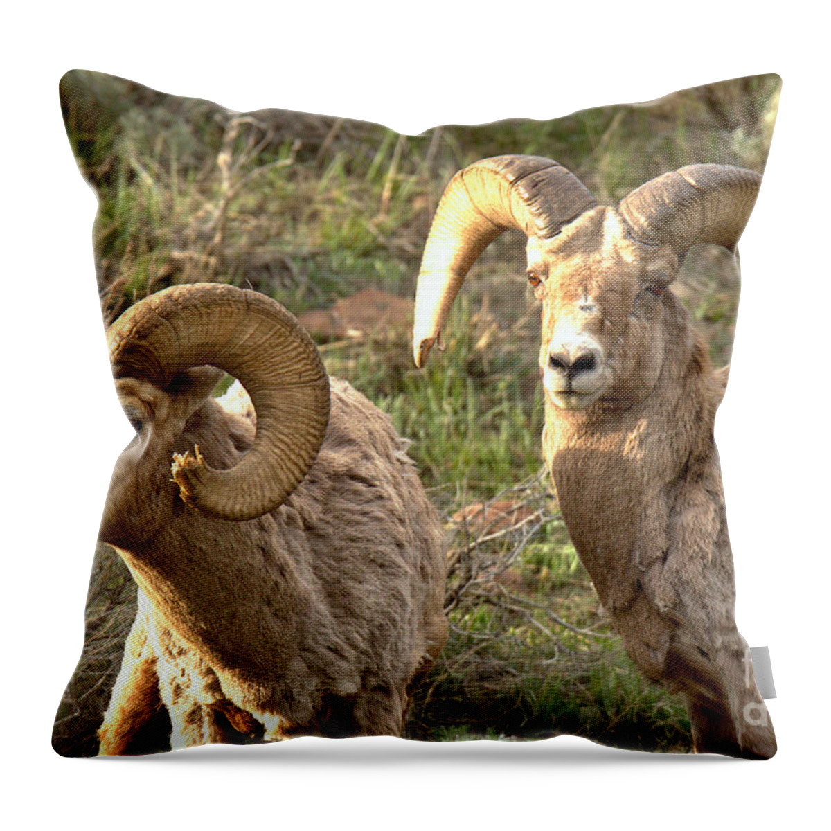 Big Horn Throw Pillow featuring the photograph Consoling The Warrior by Adam Jewell