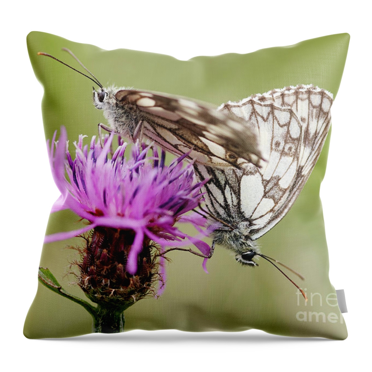 Insect Throw Pillow featuring the photograph Contact - Butterflies on the bloom by Michal Boubin