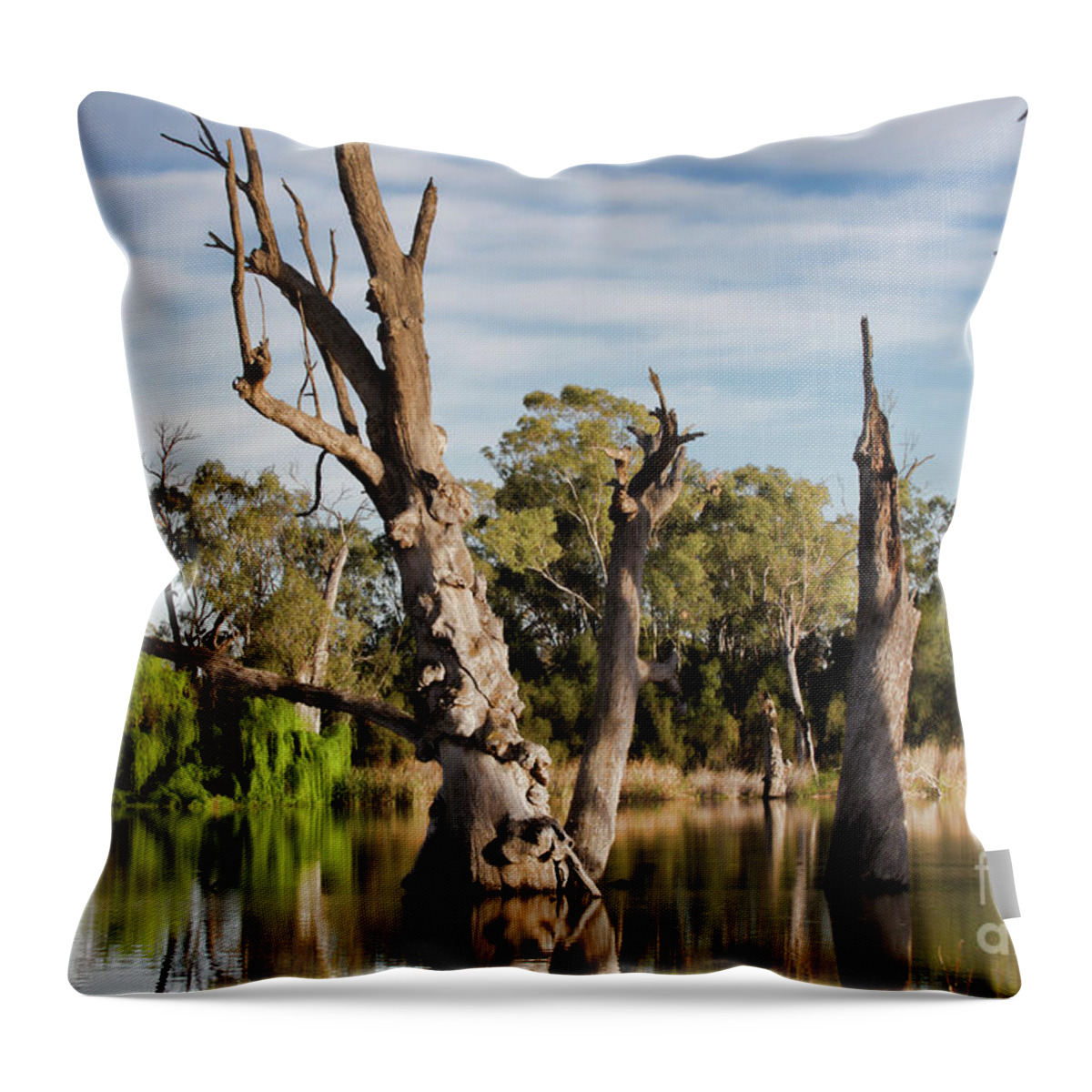 Trees Throw Pillow featuring the photograph Contrasted by Douglas Barnard