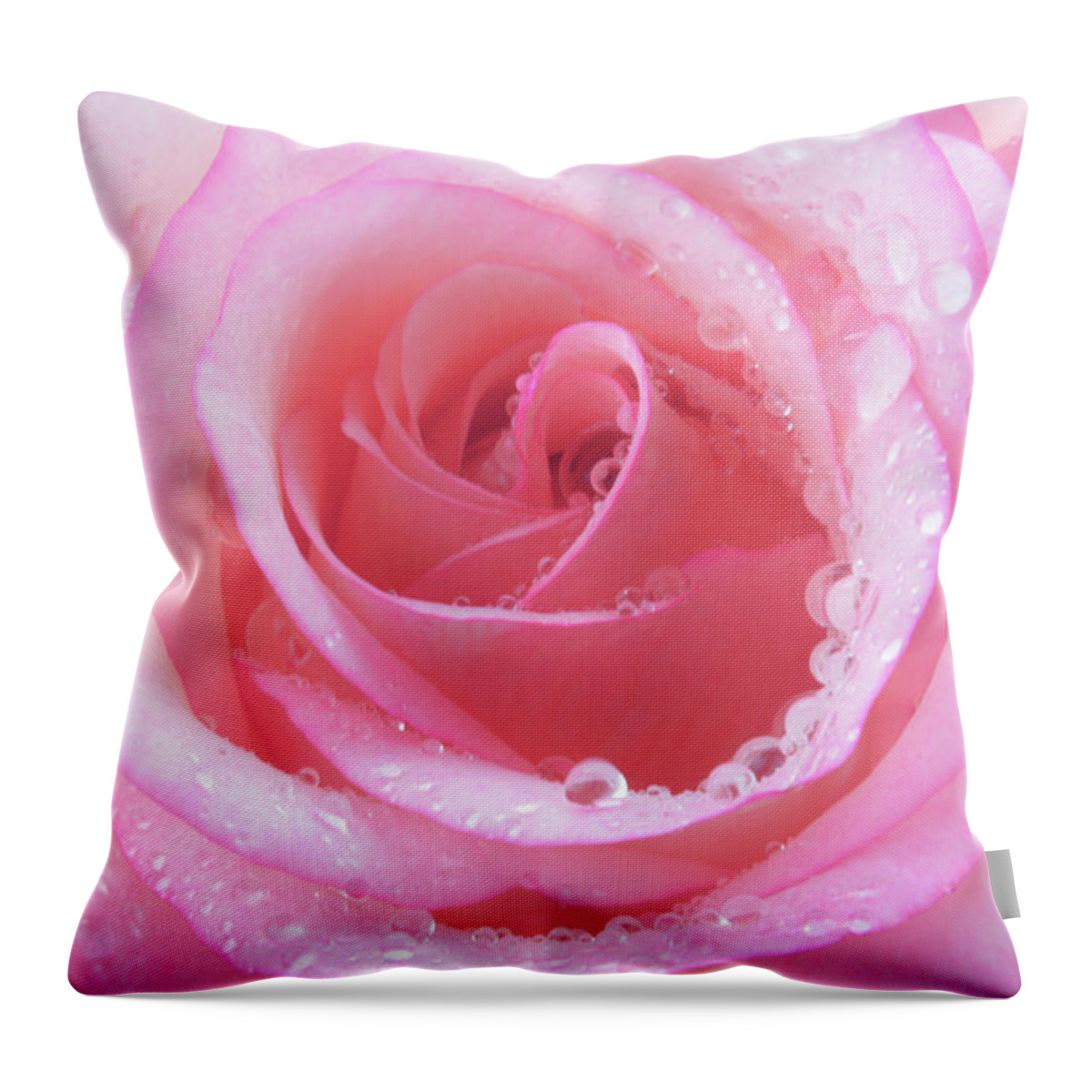 Rose Throw Pillow featuring the photograph Cool Candy Rose by Terence Davis