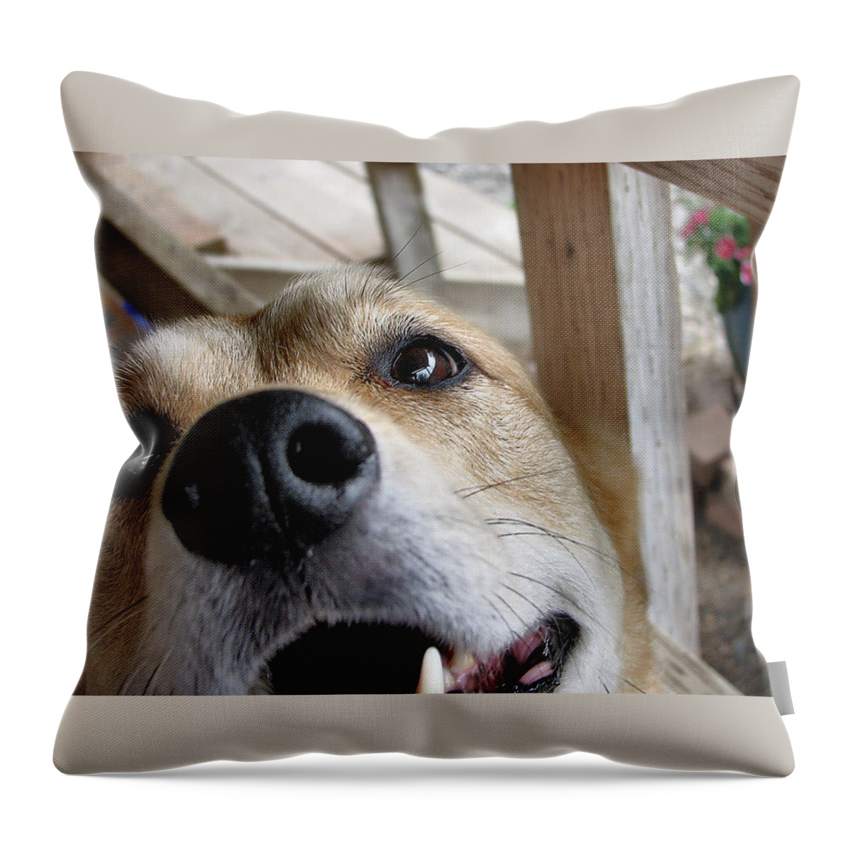 Dog Throw Pillow featuring the photograph Coookiesss? by Rory Siegel