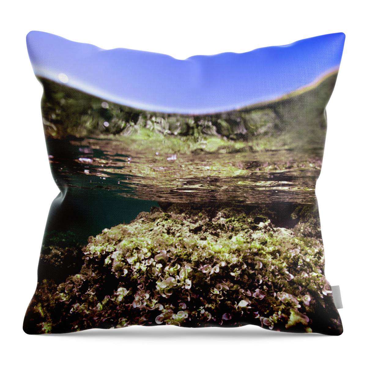 Underwater Throw Pillow featuring the photograph Coral Beauty by Gemma Silvestre