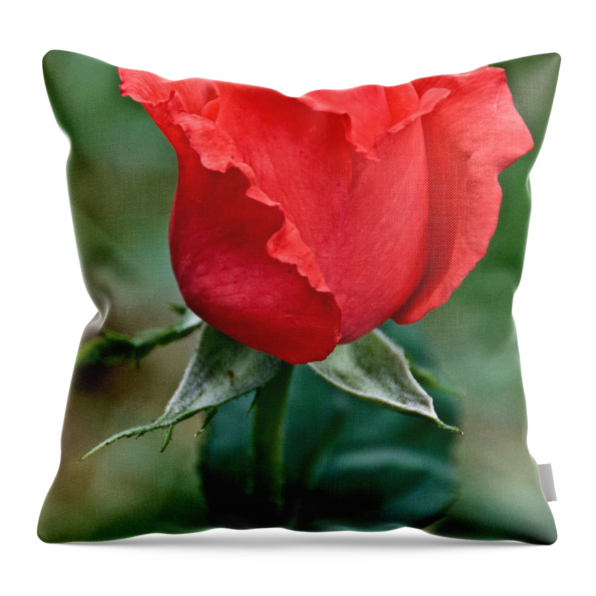 Coral Rose At Pilgrim Place In Claremont Throw Pillow featuring the photograph Coral Rosebud at Pilgrim Place in Claremont-California  by Ruth Hager