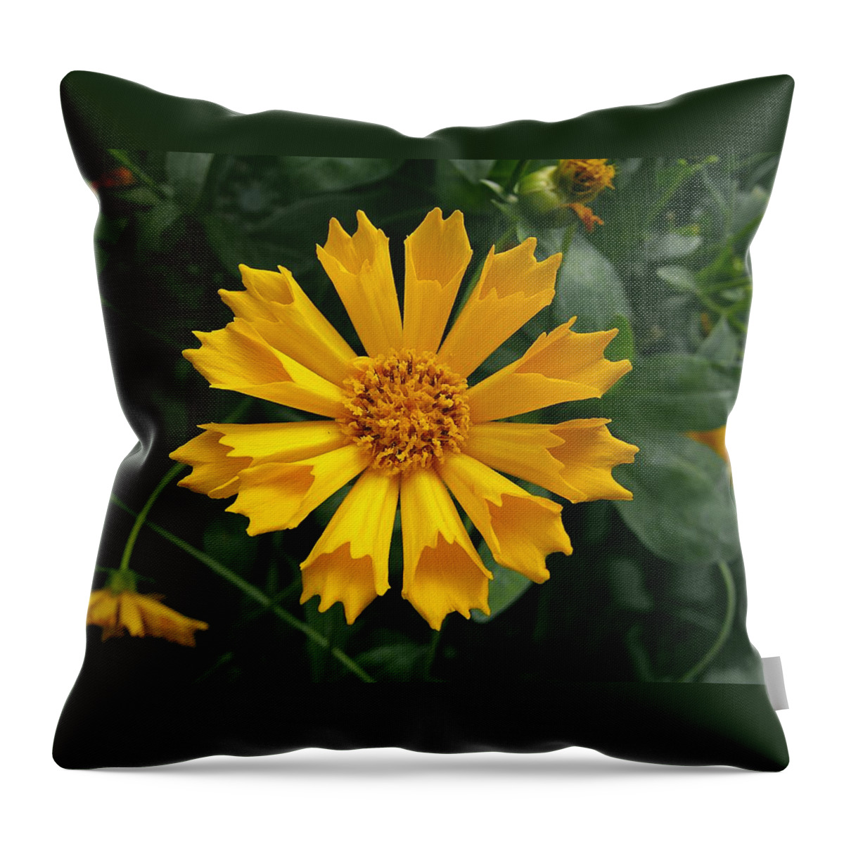 Floral Picture Throw Pillow featuring the photograph Coreopsis Jethro Tull by Kae Cheatham