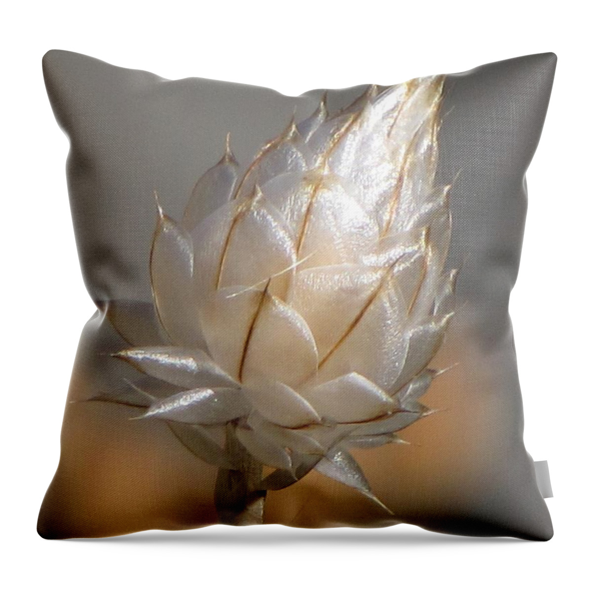 Centaurea Throw Pillow featuring the photograph Cornflower Seed Pod by Michele Penner