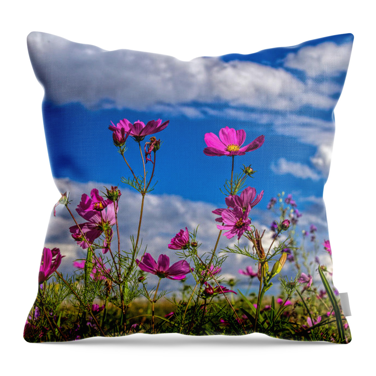 Botanical Throw Pillow featuring the photograph Cosmos Sky by Alana Thrower