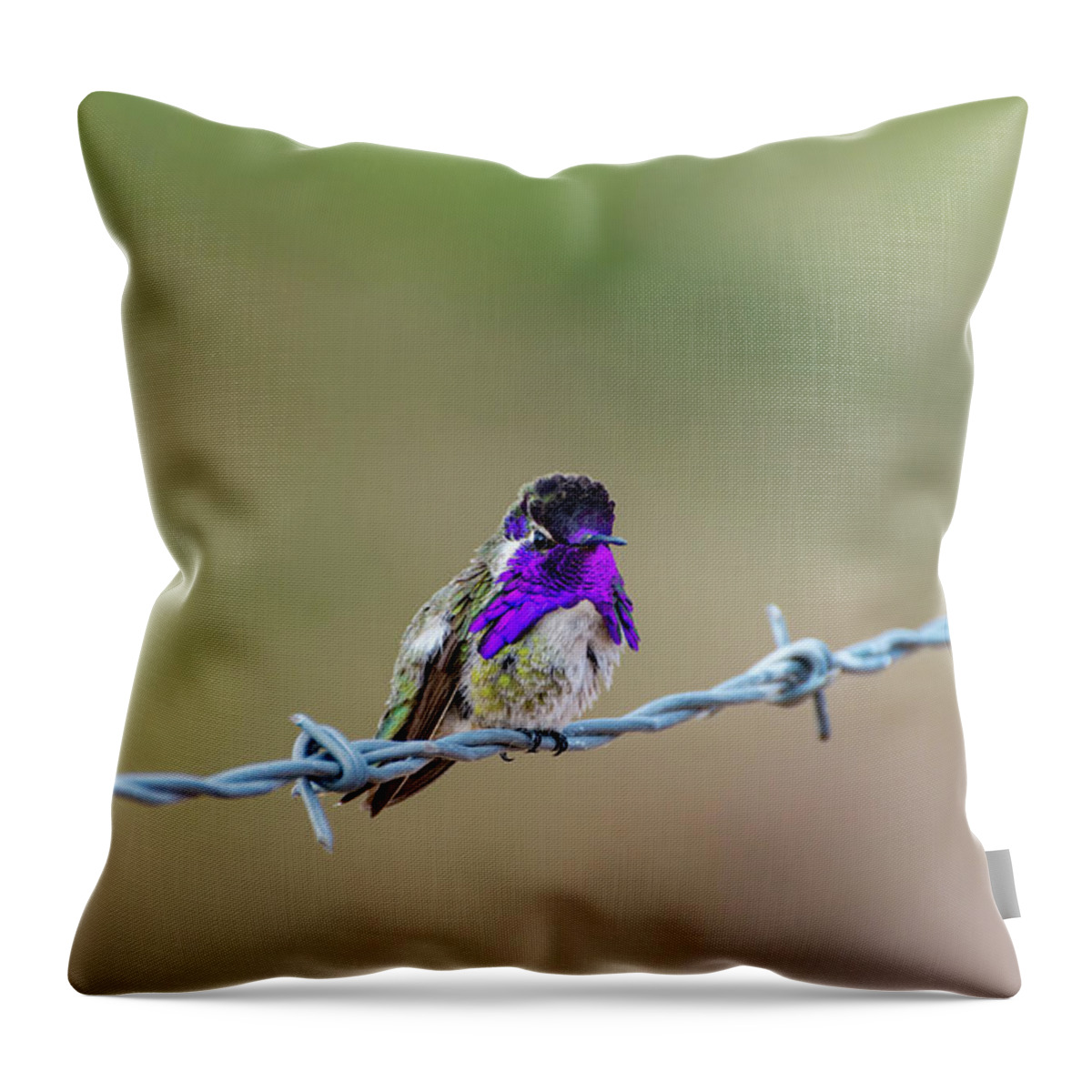 Nature Throw Pillow featuring the photograph Costa's Hummingbird by Douglas Killourie