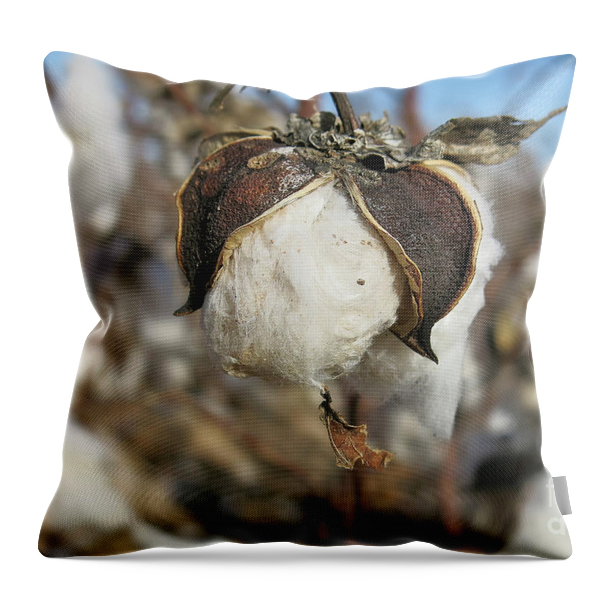 Cotton Boll Throw Pillow featuring the photograph Cotton Boll by Teresa Zieba