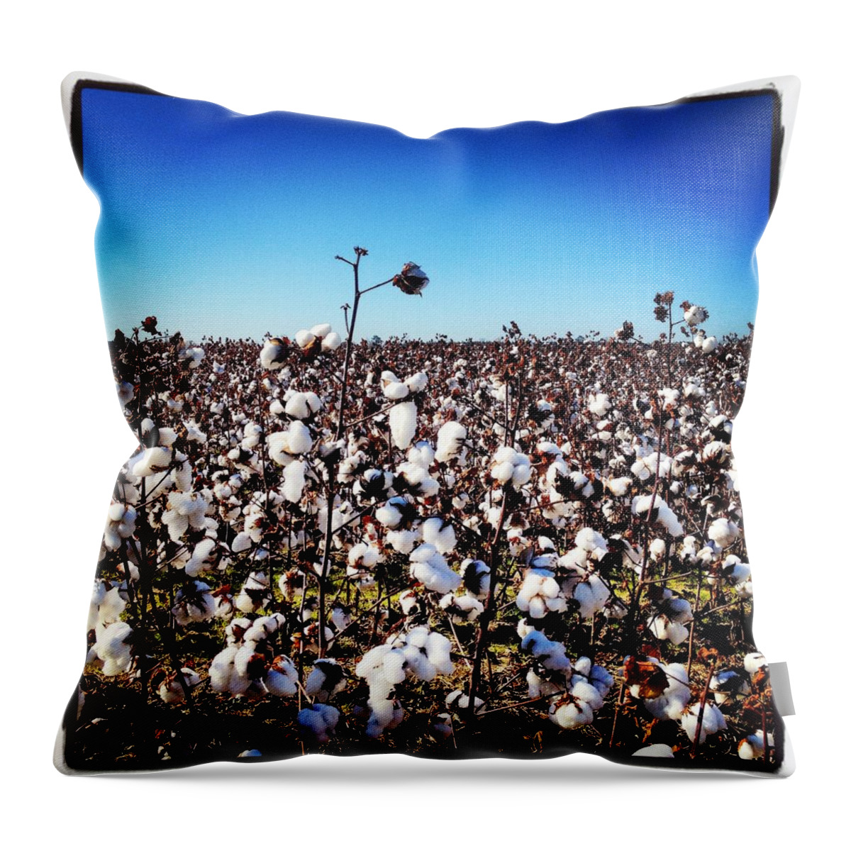 Cotton Throw Pillow featuring the photograph Cotton field by Will Felix