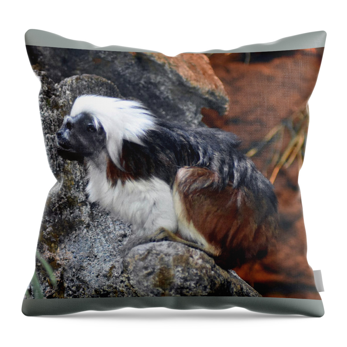 Monkeys Throw Pillow featuring the photograph Cotton Top Tamarin Monkey by DB Hayes