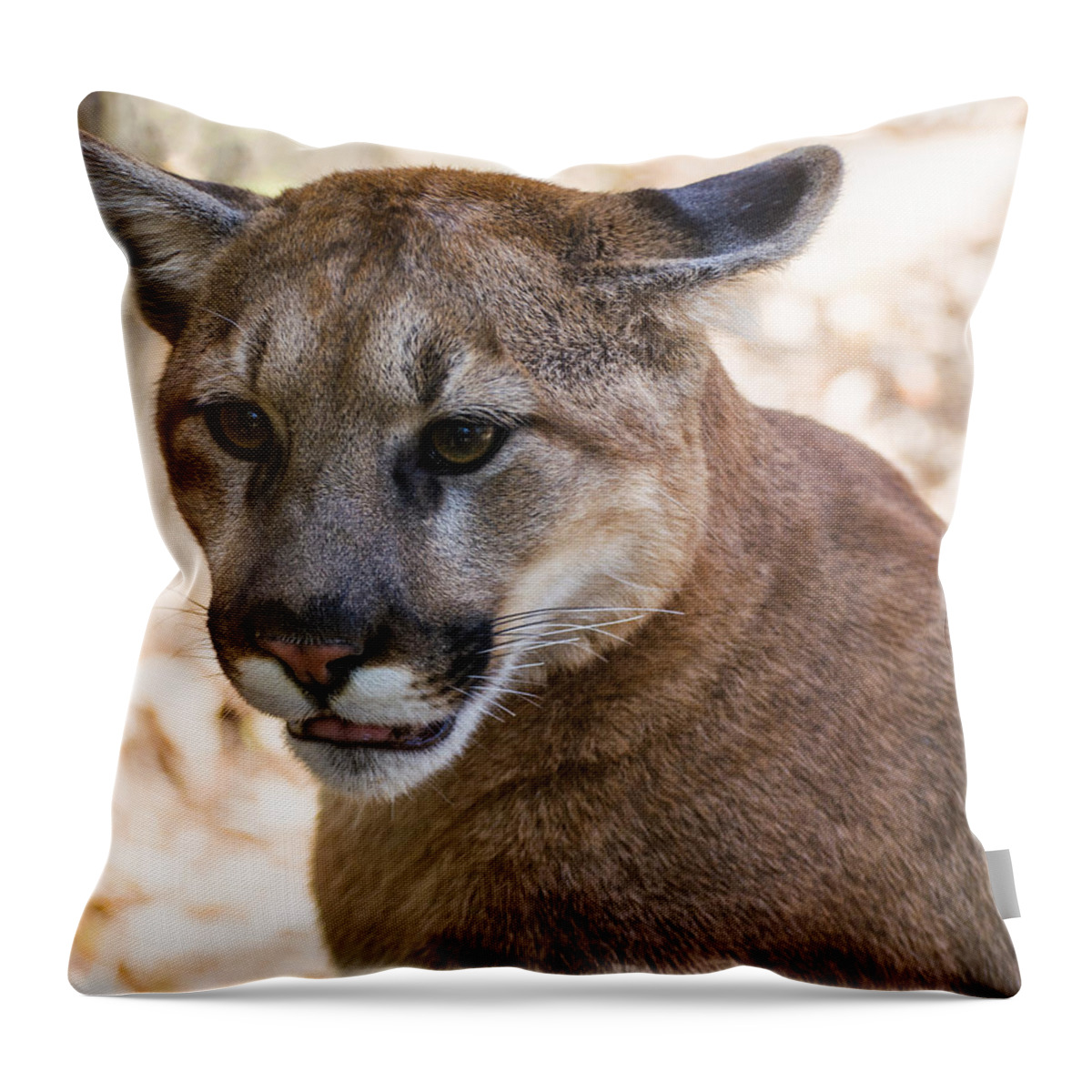 Cougar Throw Pillow featuring the photograph Cougar Portrait by Flees Photos