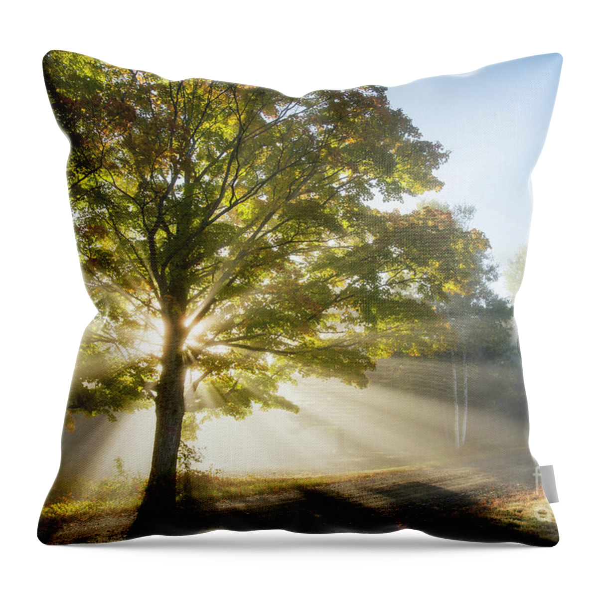 Morning Light Rays Throw Pillow featuring the photograph Country Road by Alana Ranney