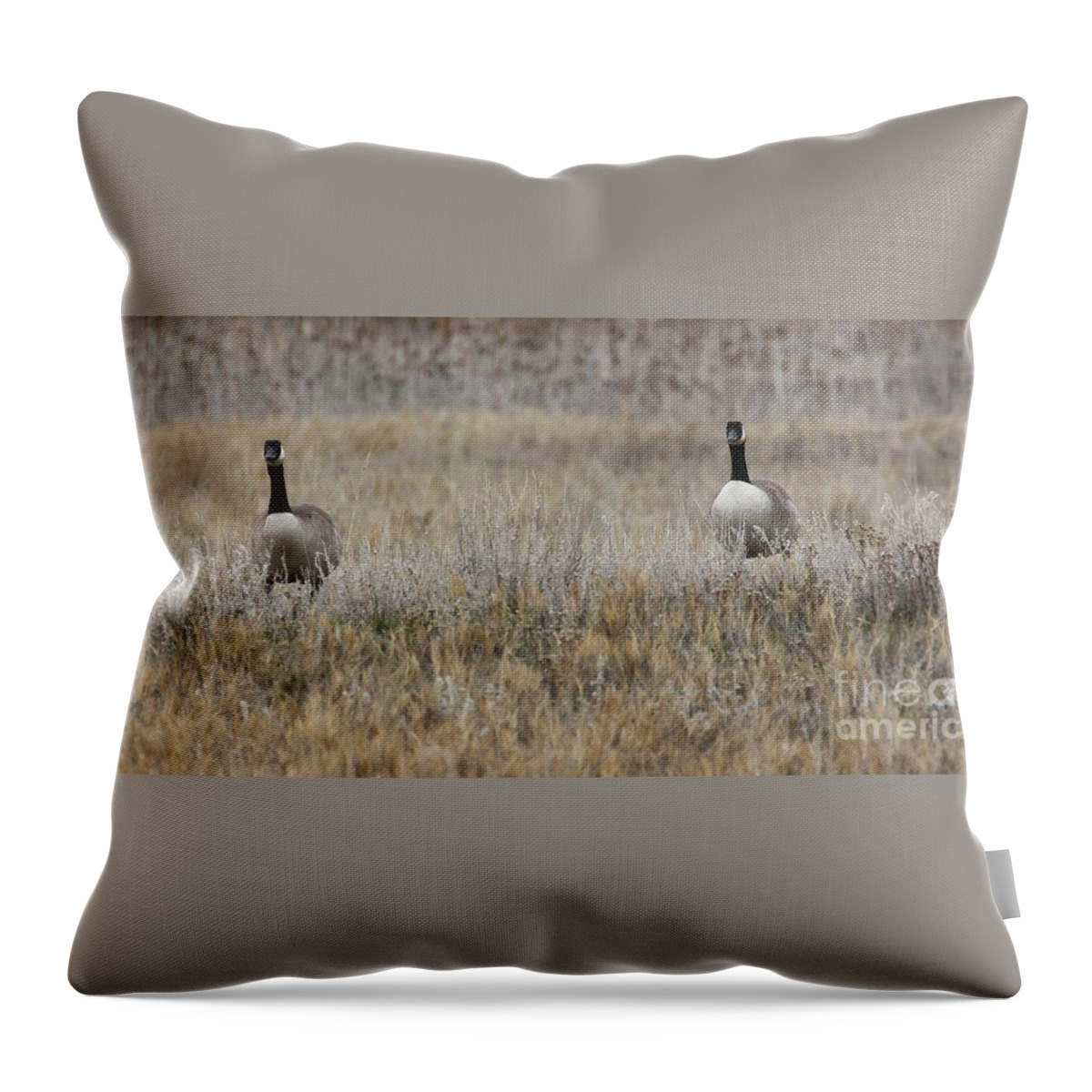 Canadian Geese Throw Pillow featuring the photograph Coupling by Richard Lynch
