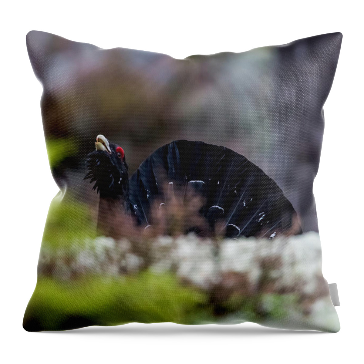 Wood Grouse Entering From Behind Throw Pillow featuring the photograph Courting Woodgrouse entering from behind the edge by Torbjorn Swenelius