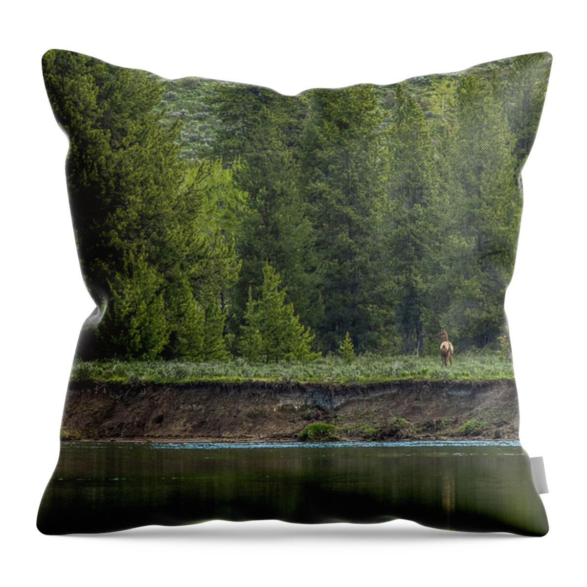 Cow Elk Throw Pillow featuring the photograph Cow Elk On The Riverbank by Yeates Photography