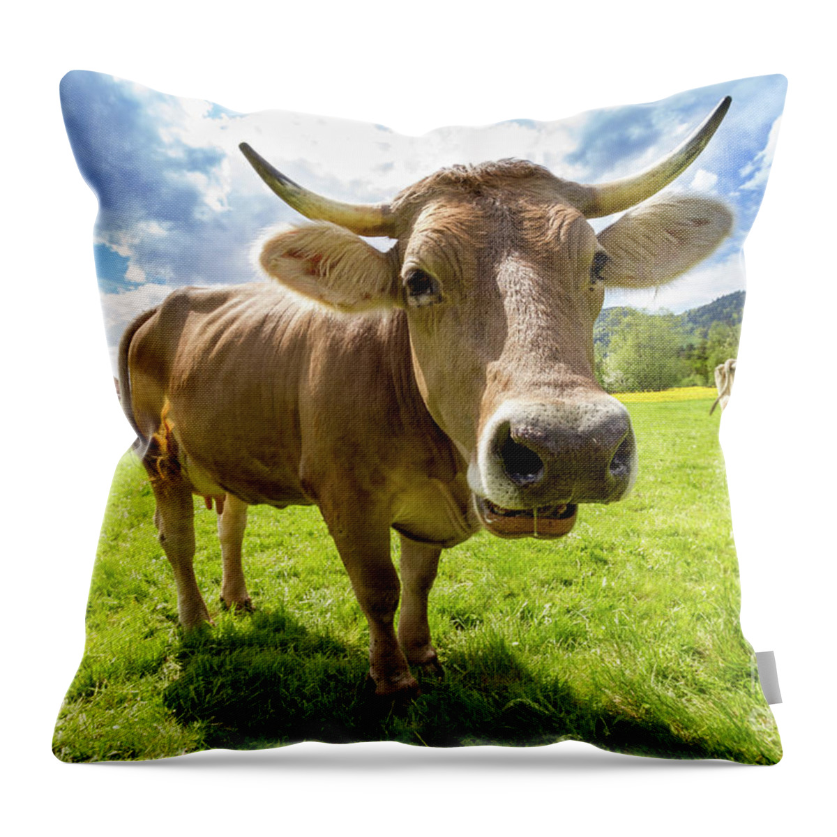 Photography Throw Pillow featuring the photograph Cow in Meadow by MGL Meiklejohn Graphics Licensing