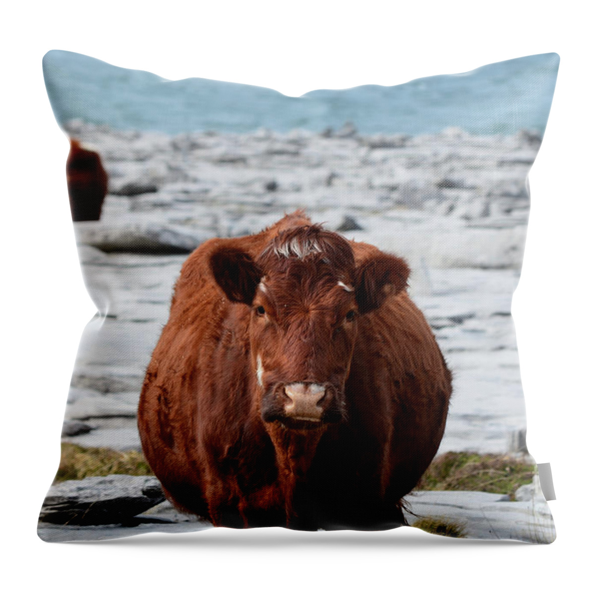 Cow Throw Pillow featuring the photograph Cows Grazing on the Burren in Ireland by DejaVu Designs
