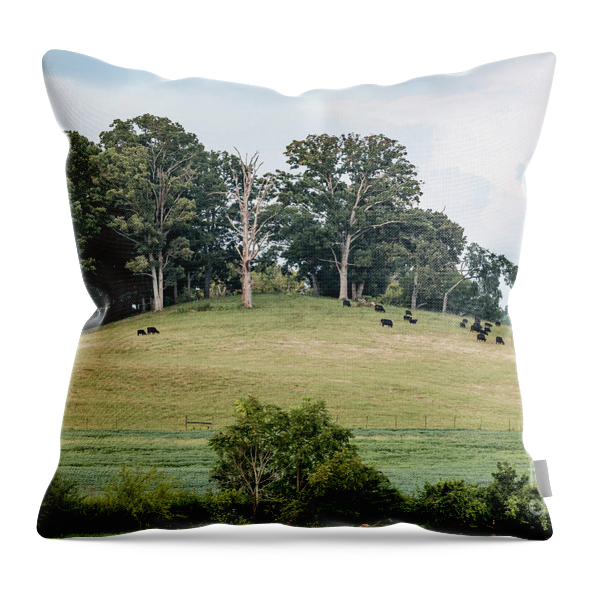 Ijams Nature Center Throw Pillow featuring the photograph Cows On A Hill by Todd Blanchard