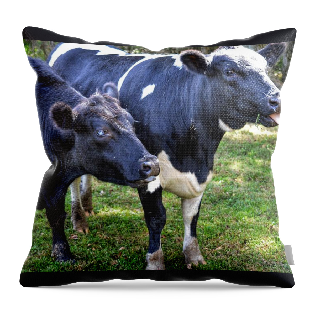 Cows Throw Pillow featuring the photograph Cows sticking out tongues by Joseph Caban