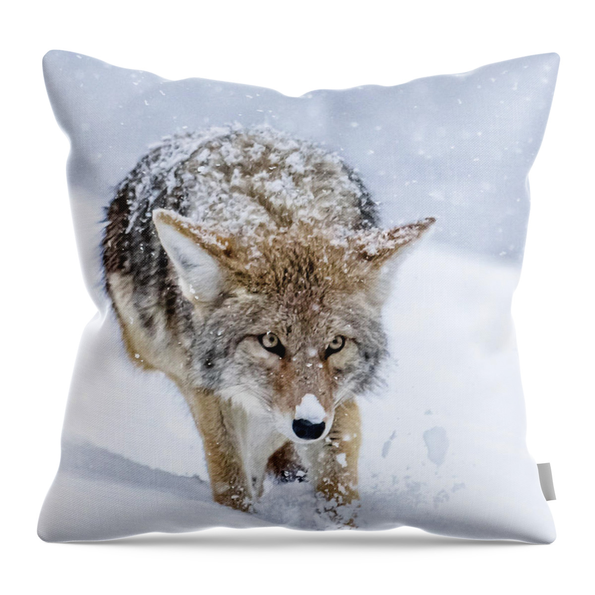 Coyote Throw Pillow featuring the photograph Coyote Coming Through by Yeates Photography