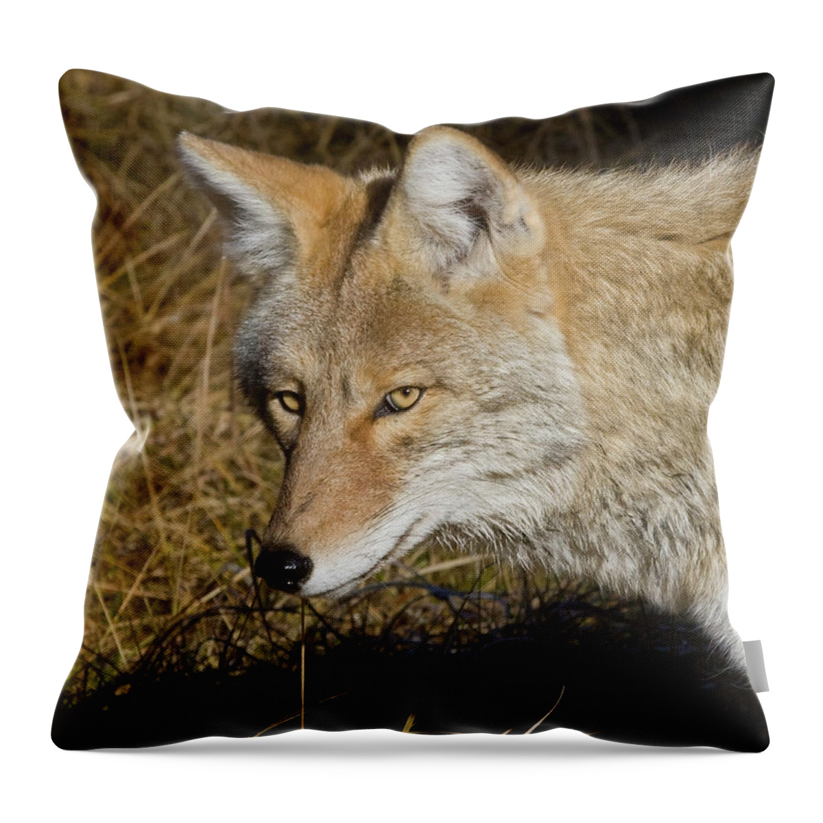 Wild Places Throw Pillow featuring the photograph Coyote in the Wild by Mark Miller