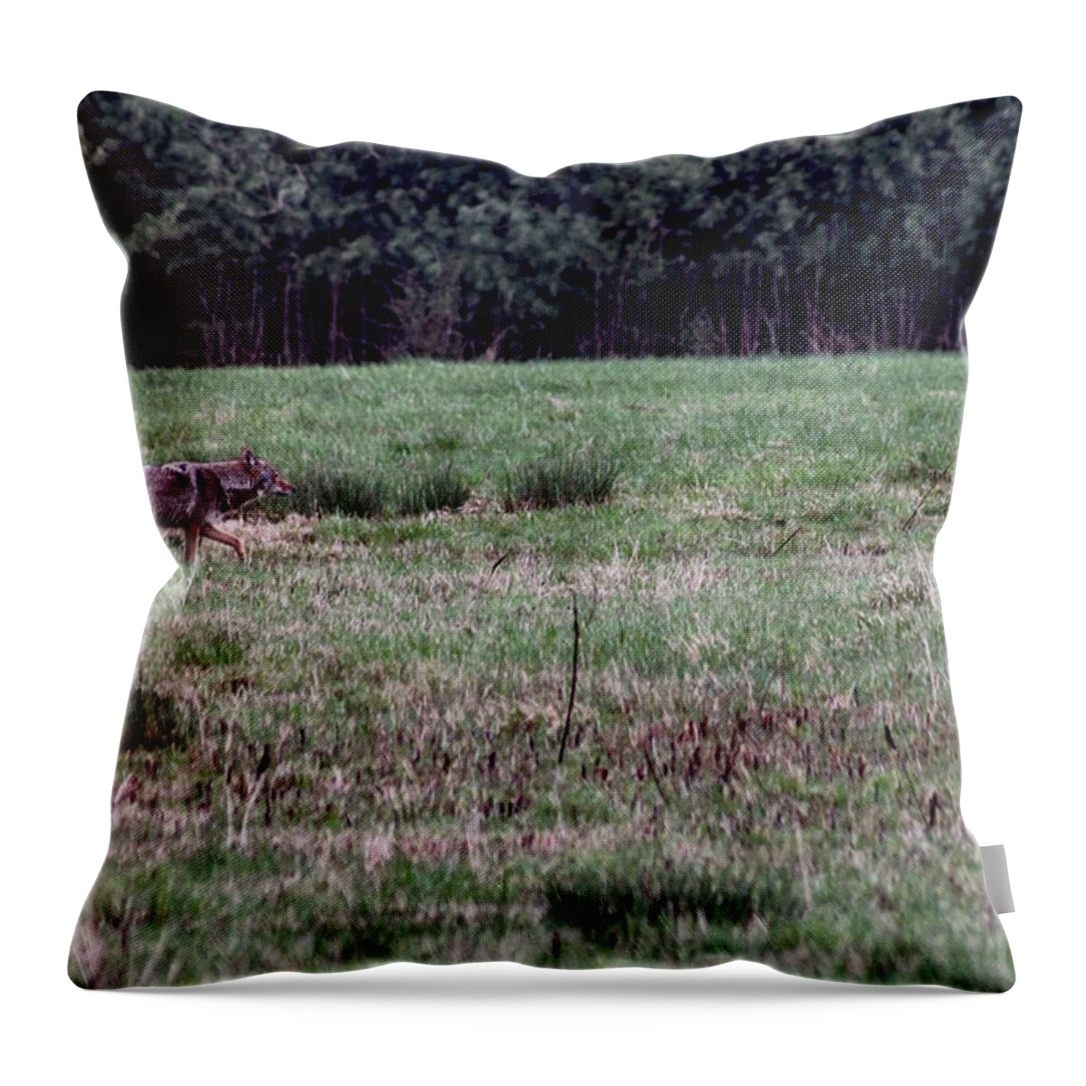Coyote Throw Pillow featuring the photograph Coyote on the Prowl by Bruce Patrick Smith