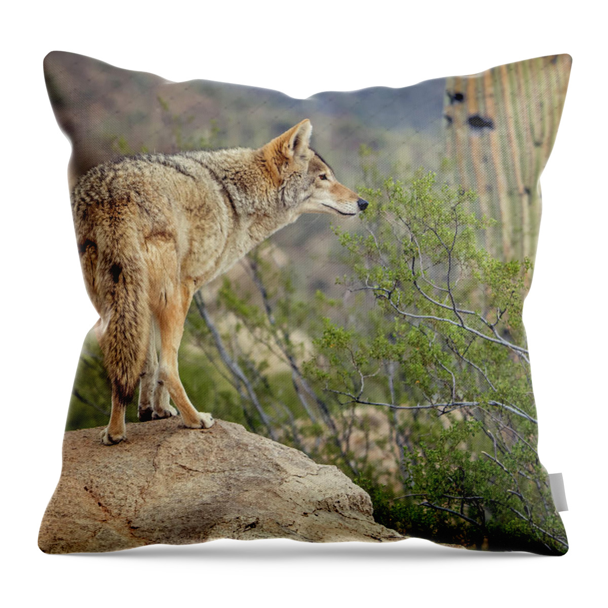 Coyote Throw Pillow featuring the photograph Coyote by Tam Ryan