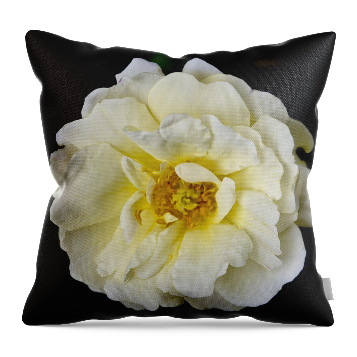 Rose Throw Pillow featuring the photograph Cream Rose on Black background. by Elena Perelman