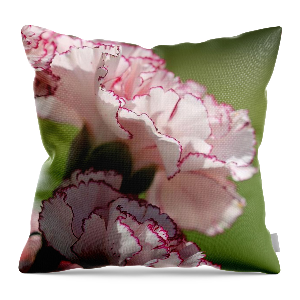 Mccombie Throw Pillow featuring the photograph Creamy White With Red Picotee Carnation by J McCombie